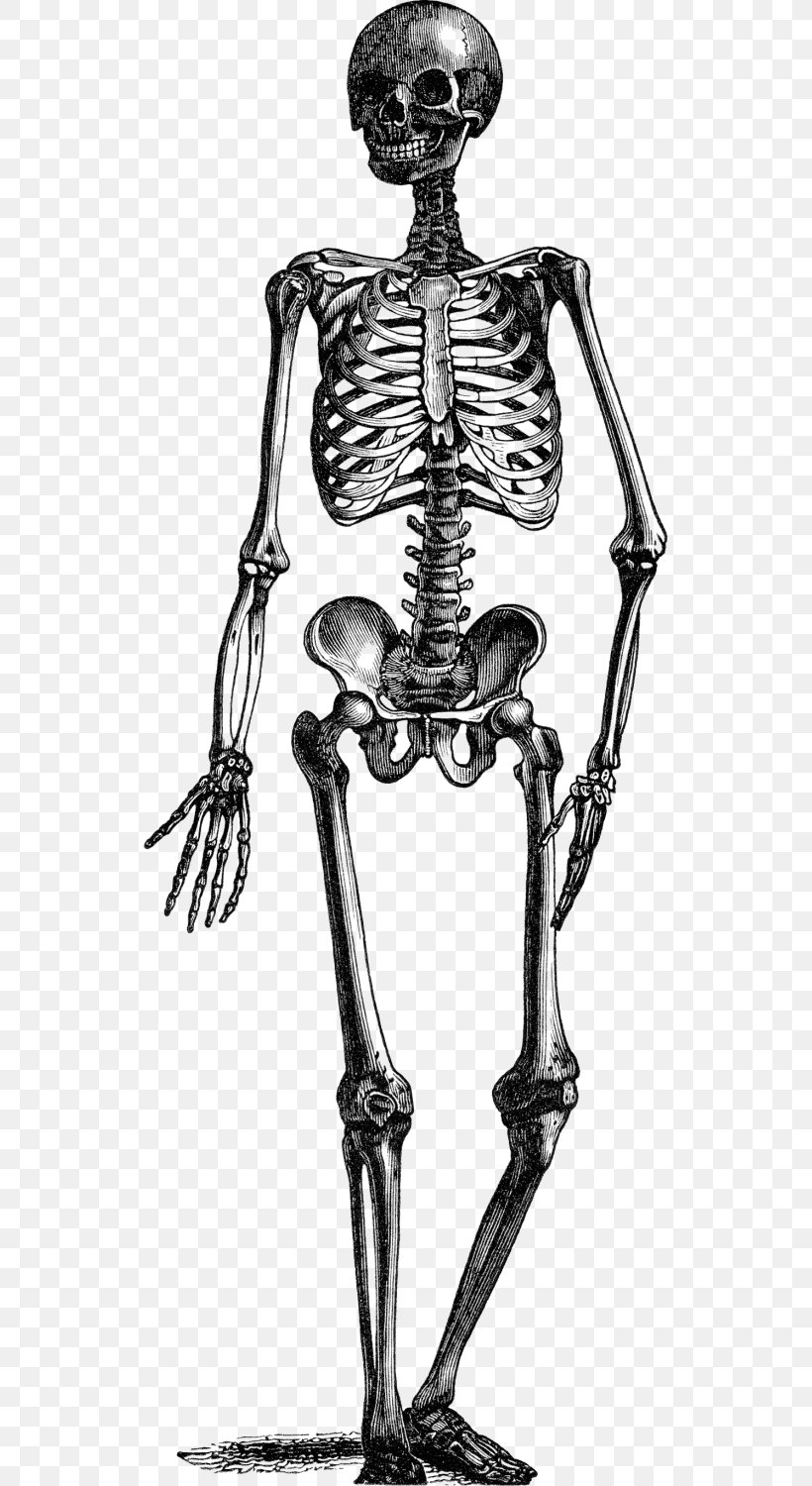 Animated Film Human Skeleton Tenor, PNG, 529x1500px, Animated Film, Arm, Black And White, Bone, Gfycat Download Free