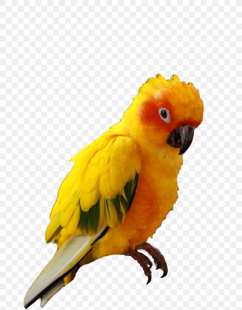 Companion Parrot Bird Budgerigar Sun Conure, PNG, 700x1050px, Parrot, Beak, Bird, Blueandyellow Macaw, Budgerigar Download Free