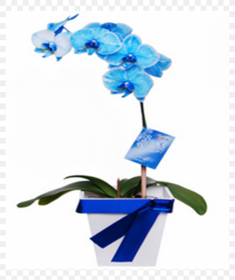 Moth Orchids Cut Flowers Blue, PNG, 780x975px, Moth Orchids, Blue, Cobalt Blue, Cut Flowers, Flora Download Free