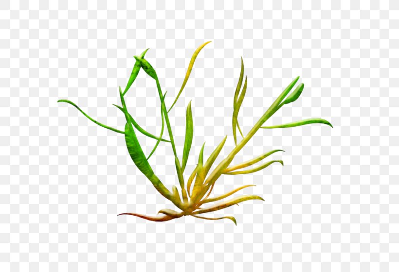 Seaweed Algae Clip Art, PNG, 700x560px, Seaweed, Algae, Aquarium Decor, Commodity, Coral Download Free