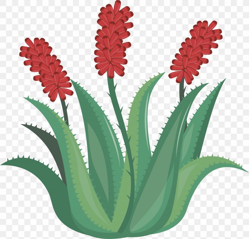 Aloe Vera Euclidean Vector Flower Red, PNG, 2736x2624px, Aloe Vera, Aloe, Drawing, Flower, Flowering Plant Download Free