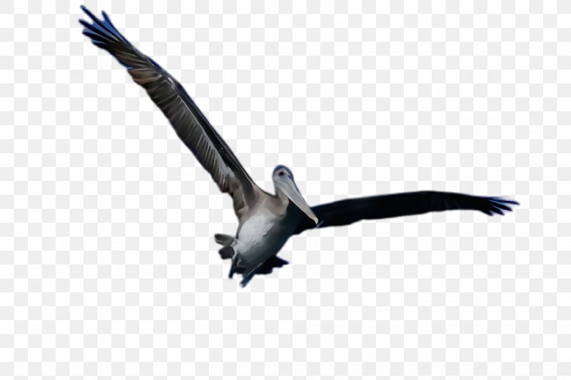 Bird Beak Seabird Osprey Vulture, PNG, 2000x1332px, Watercolor, Beak, Bird, Bird Of Prey, Osprey Download Free