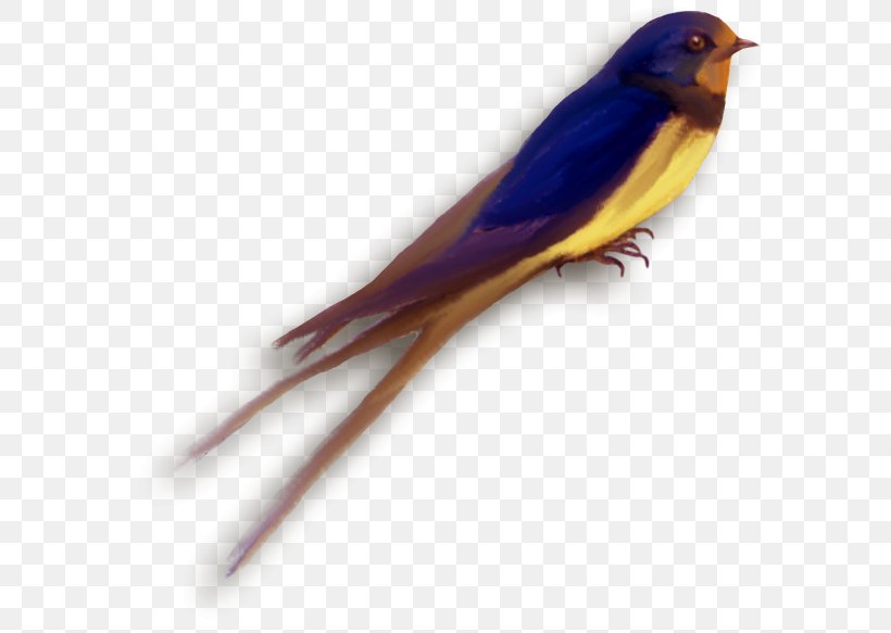 Finches Swallow Parakeet Beak Feather, PNG, 600x583px, Finches, Beak, Bird, Common Pet Parakeet, Fauna Download Free
