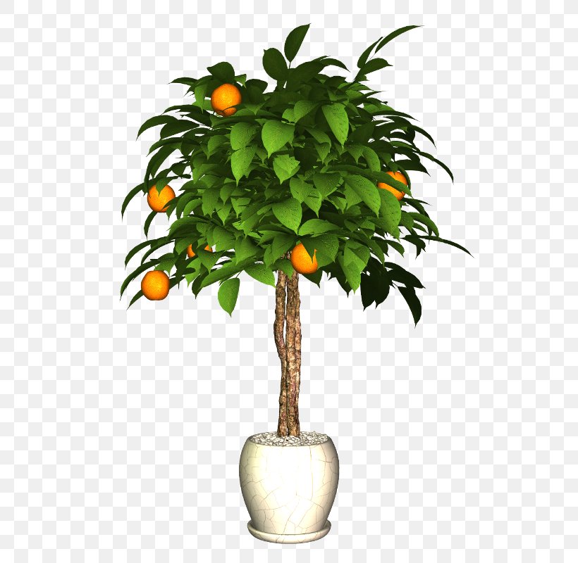 Flowerpot Plant Citrus, PNG, 543x800px, Flowerpot, Branch, Citrus, Digital Image, Fruit Download Free