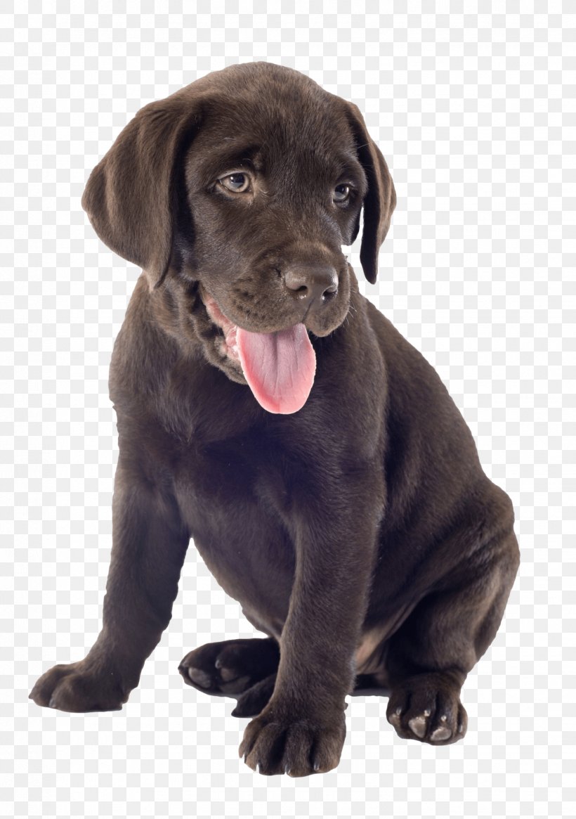 Labrador Retriever Puppy Dog Breed Companion Dog Borador, PNG, 1441x2048px, Labrador Retriever, Animal, Australian Cattle Dog, Borador, Carnivoran Download Free