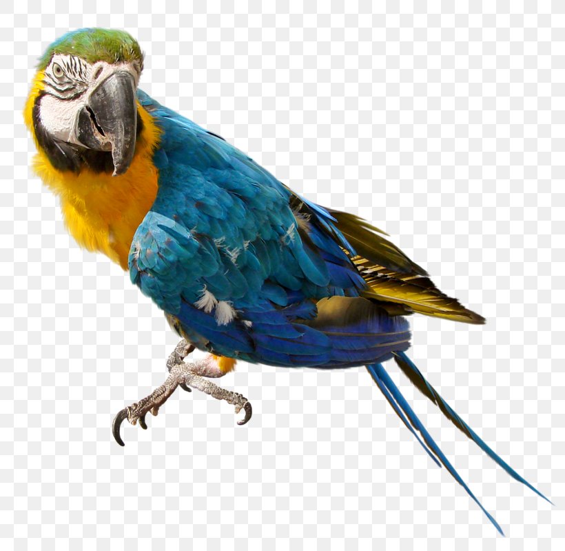 Parrot Bird Nest Columbidae Clip Art, PNG, 800x799px, Parrot, Beak, Bird, Bird Nest, Birdcage Download Free