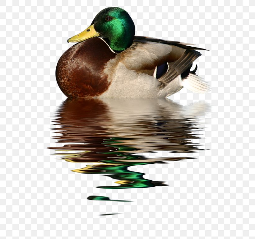 Duck Bird Mallard Clip Art, PNG, 594x768px, Duck, Beak, Bird, Cygnini, Ducks Geese And Swans Download Free