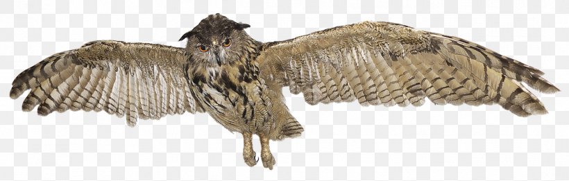 Eurasian Eagle-owl Great Horned Owl Bird Great Grey Owl, PNG, 1067x340px, Owl, Animal Figure, Beak, Bird, Bird Of Prey Download Free