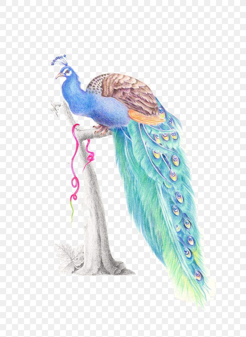 Feather Watercolor Painting Peafowl, PNG, 658x1123px, Feather, Beak, Bird, Color, Colored Pencil Download Free