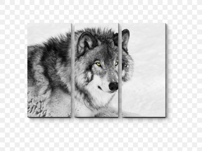 Siberian Husky Puppy Black Wolf Mexican Wolf Stock Photography, PNG, 1400x1050px, Siberian Husky, Arctic Wolf, Black And White, Black Wolf, Carnivoran Download Free
