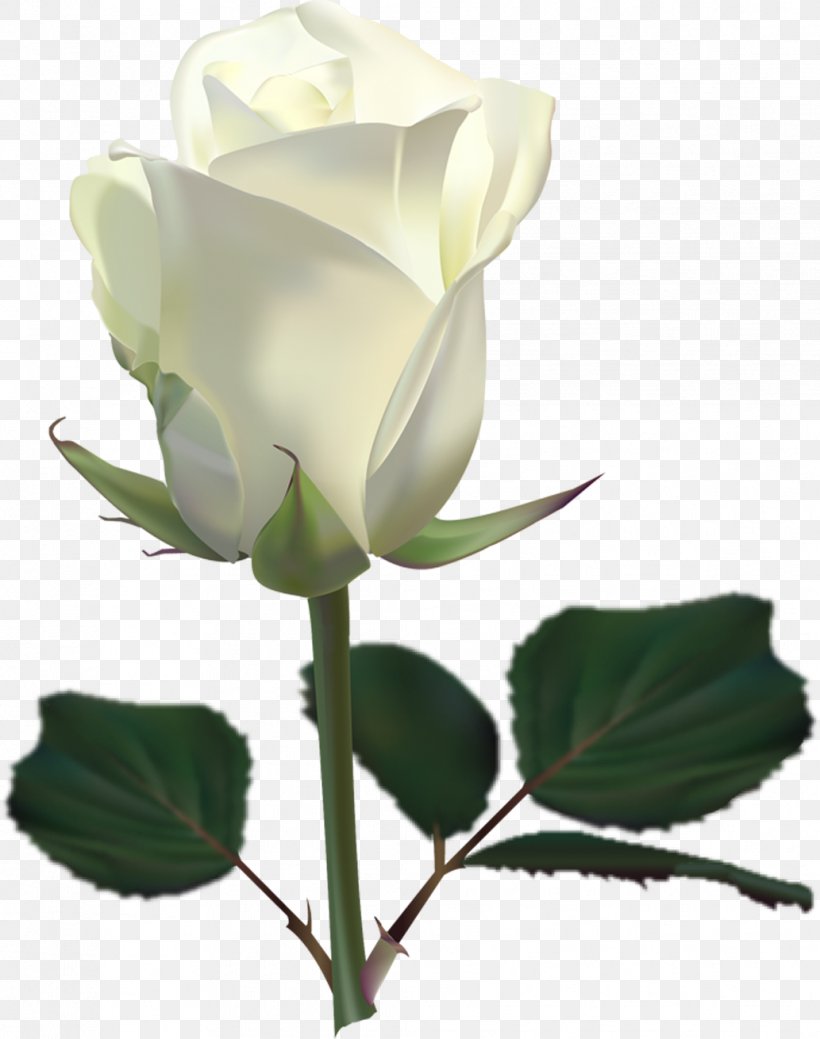 White Rose Image, Flower White Rose Picture, PNG, 1033x1310px, Rose, Black And White, Bud, Cut Flowers, Flora Download Free