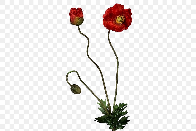 Common Poppy Cut Flowers Bud, PNG, 550x550px, Poppy, Artificial Flower, Bud, Common Poppy, Cut Flowers Download Free