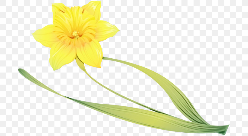 Flower Yellow Plant Petal Cut Flowers, PNG, 699x450px, Watercolor, Amaryllis Belladonna, Amaryllis Family, Cut Flowers, Flower Download Free