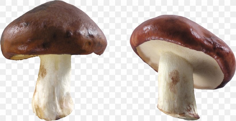 Mushroom, PNG, 3584x1839px, Mushroom, Common Mushroom, Dots Per Inch, Edible Mushroom, Image File Formats Download Free