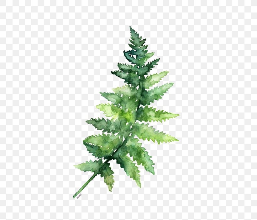 Paper Watercolor Painting Fern Printing, PNG, 564x704px, Fern, Art, Botany, Canvas, Christmas Tree Download Free