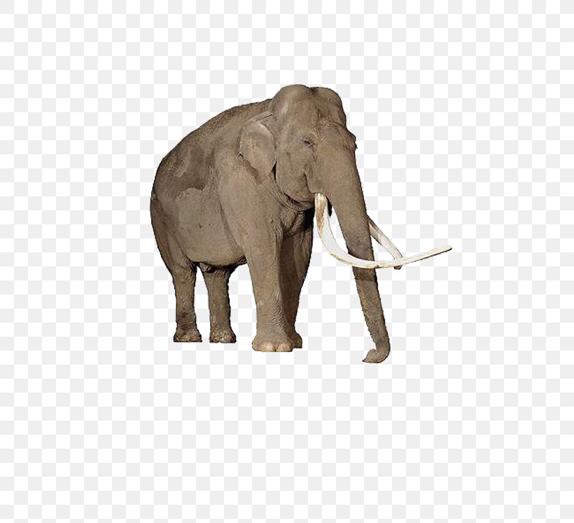 App For Kids Learn The Animals Android, PNG, 600x746px, App For Kids, African Elephant, Android, Android Application Package, Android Gingerbread Download Free