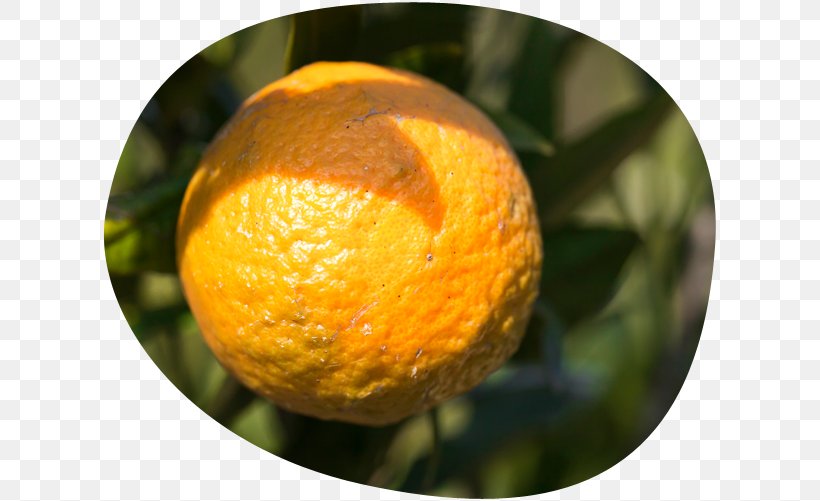 Clementine Tangerine Tangelo Mandarin Orange Rangpur, PNG, 616x501px, Clementine, Bitter Orange, Citrus, Citrus Junos, Farm Download Free