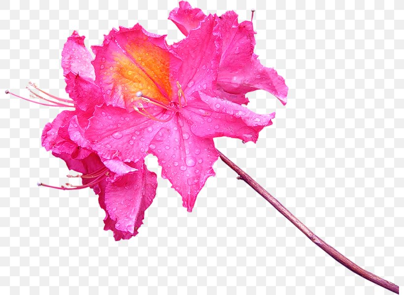 Cut Flowers Petal Floral Design Clip Art, PNG, 800x598px, Flower, Cut Flowers, Floral Design, Flowering Plant, Four O Clock Family Download Free