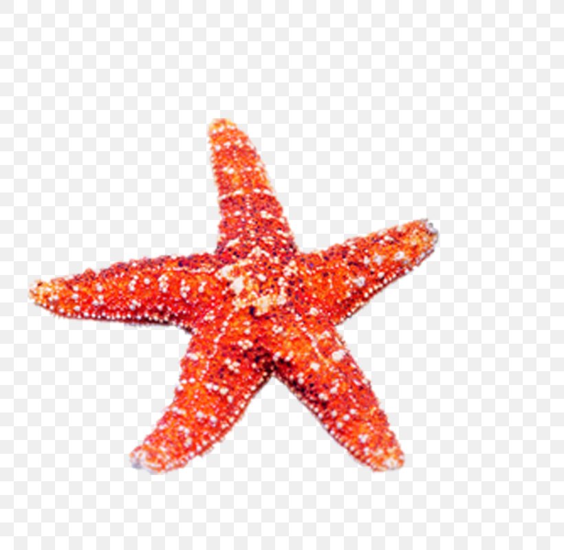 Echinoderm Starfish Jellyfish U5357u4eacu6d77u5e95u4e16u754c Marine Biology, PNG, 800x800px, Echinoderm, Animal, Deep Sea, Deuterostome, Invertebrate Download Free