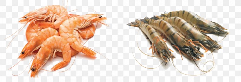 Giant Tiger Prawn Seafood Shrimp, PNG, 1002x341px, Prawn, Animal Figure, Claw, Cooking, Dish Download Free