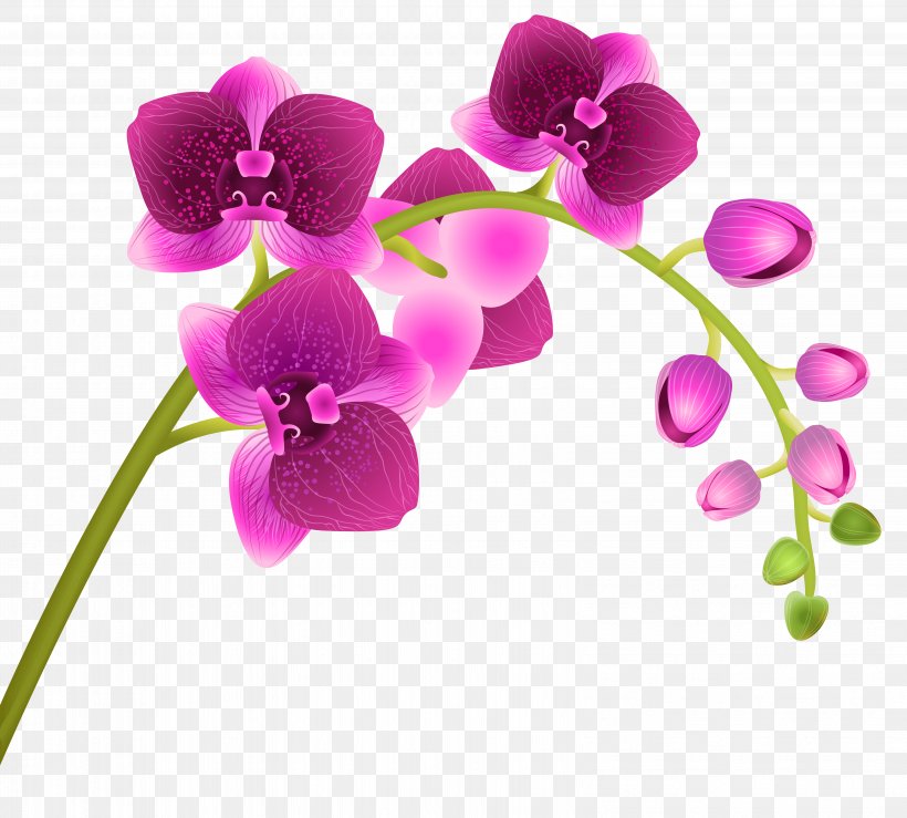 Orchids Clip Art, PNG, 6393x5768px, Orchids, Cut Flowers, Dendrobium, Flower, Flowering Plant Download Free