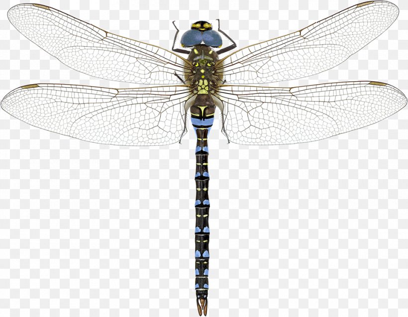 A Dazzle Of Dragonflies A Dragonfly? Southern Hawker Azure Hawker, PNG, 960x746px, Dazzle Of Dragonflies, Arthropod, Damselflies, Dragonflies And Damseflies, Dragonfly Download Free
