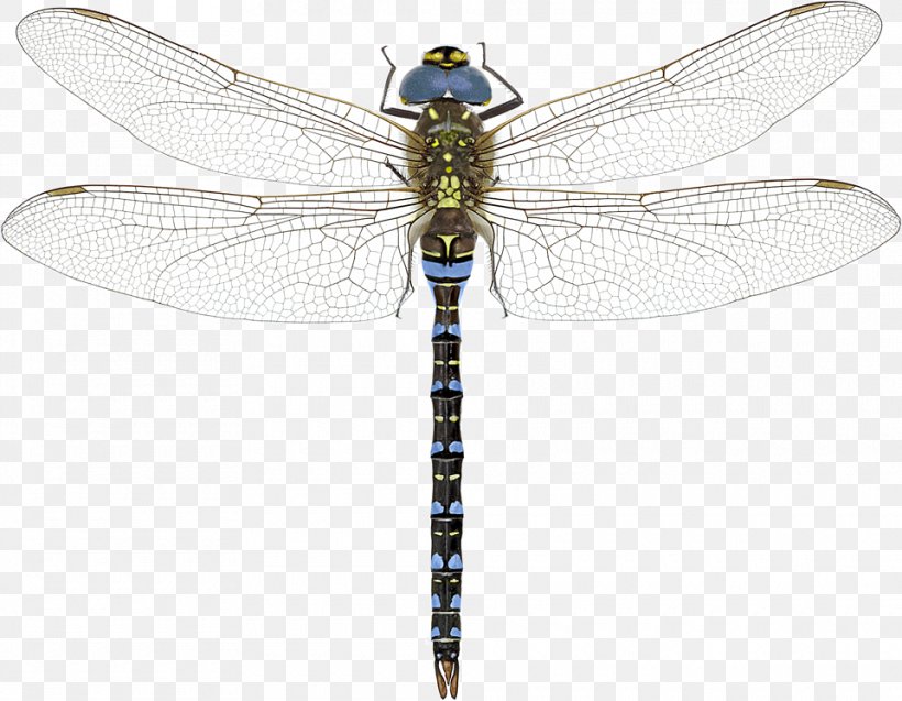 A Dazzle Of Dragonflies A Dragonfly? Southern Hawker Azure Hawker, PNG ...