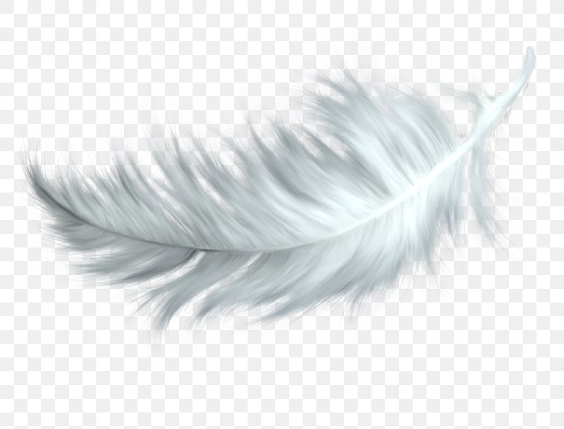 Feather Clip Art, PNG, 800x624px, Feather, Black And White, Close Up, Drawing, Eyelash Download Free
