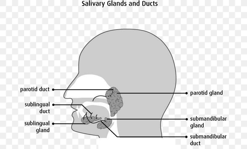 Salivary Gland Tumours Parotid Gland Duct, PNG, 686x494px, Watercolor, Cartoon, Flower, Frame, Heart Download Free