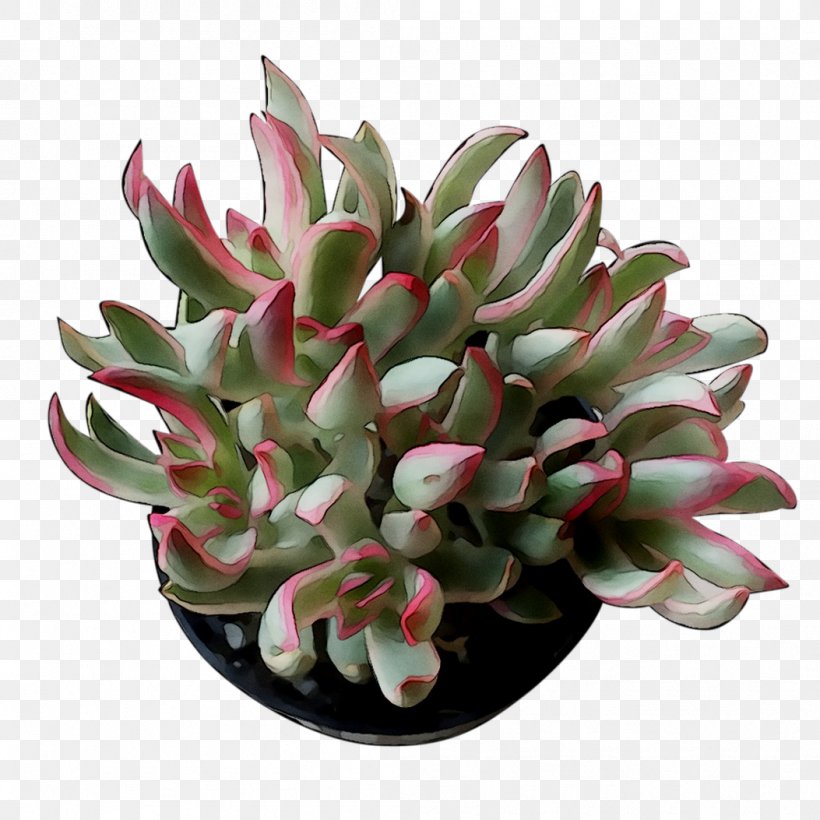 Stonecrops Cut Flowers Flowerpot Houseplant, PNG, 1053x1053px, Stonecrops, Aquarium Decor, Cut Flowers, Echeveria, Flower Download Free