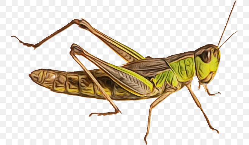 Insects Grasshoppers Population Genetics Population Genetics, PNG, 747x479px, Watercolor, Biology, Cricket, Genetic Variation, Genetics Download Free
