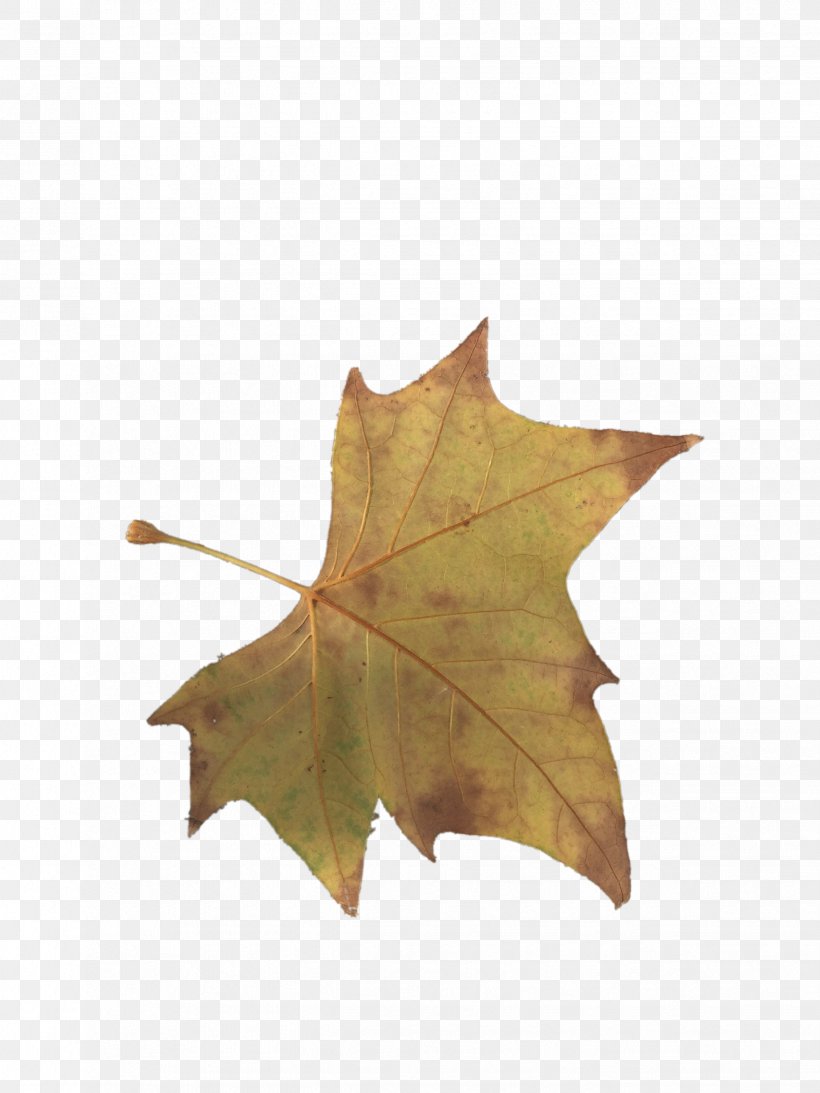 Maple Leaf Yellow, PNG, 2448x3264px, Maple Leaf, Autumn, Autumn Leaf Color, Deciduous, Leaf Download Free