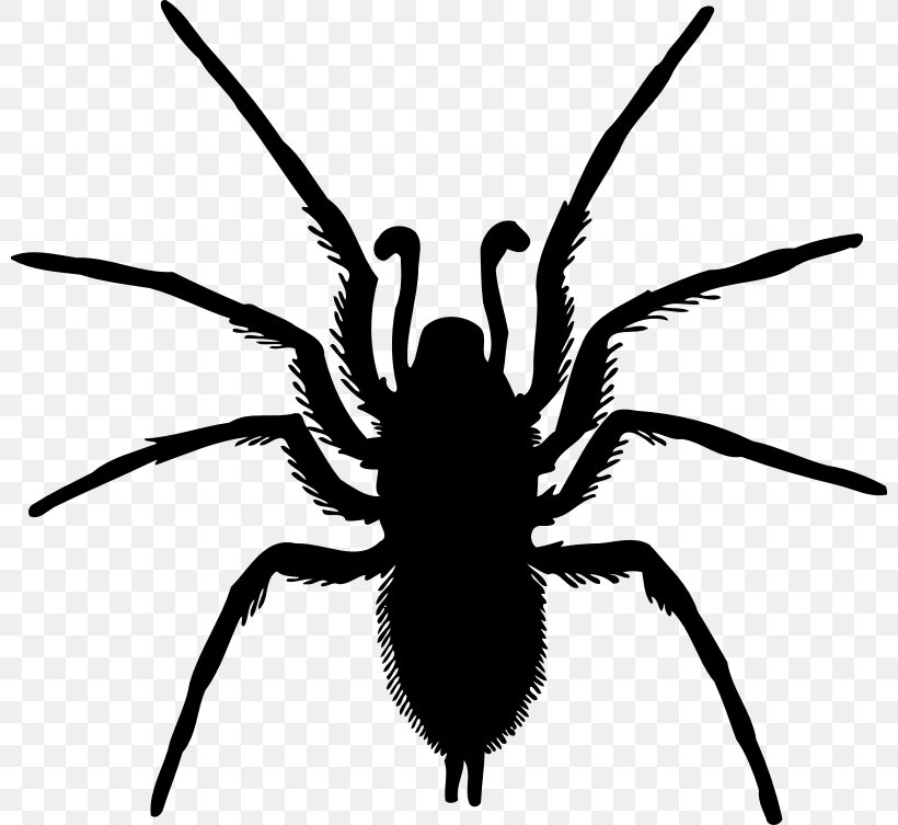 Spider Silhouette Drawing, PNG, 800x753px, Spider, Arachnid, Art, Arthropod, Black And White Download Free
