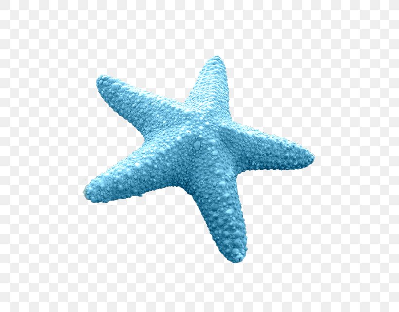 Starfish Blue Sea Star Euclidean Vector Invertebrate, PNG, 613x640px, Starfish, Blue, Blue Sea Star, Color, Echinoderm Download Free