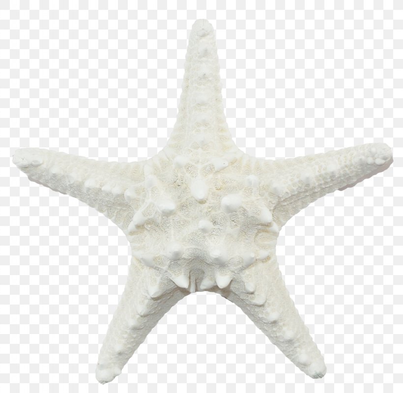 Starfish Echinoderm White, PNG, 1280x1250px, Starfish, Animal, Benthos, Cloth Napkins, Echinoderm Download Free