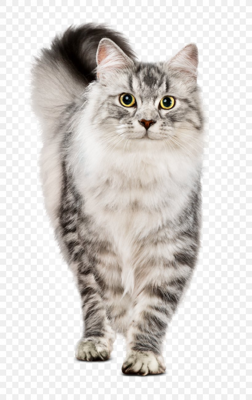 Cat Food Chicken As Food, PNG, 1000x1585px, Cat Food, American Curl, American Wirehair, Asian, Asian Semi Longhair Download Free