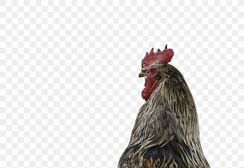 Chicken Rooster Bird Comb Beak, PNG, 2412x1660px, Chicken, Beak, Bird, Comb, Figurine Download Free