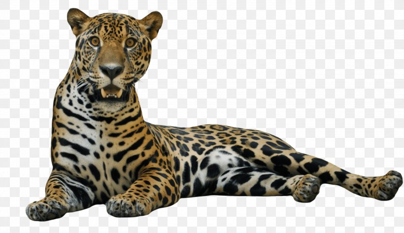 Jaguar Clip Art, PNG, 3000x1731px, Jaguar, Big Cat, Big Cats, Carnivoran, Cat Like Mammal Download Free