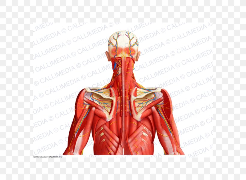 Aponeurosis Neck Muscle Human Body Blood Vessel, PNG, 600x600px, Watercolor, Cartoon, Flower, Frame, Heart Download Free