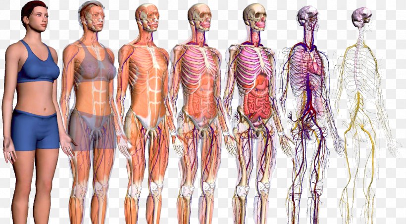 Human Body ZygoteBody Anatomy Homo Sapiens Explorers To The New World, PNG, 1178x651px, Watercolor, Cartoon, Flower, Frame, Heart Download Free