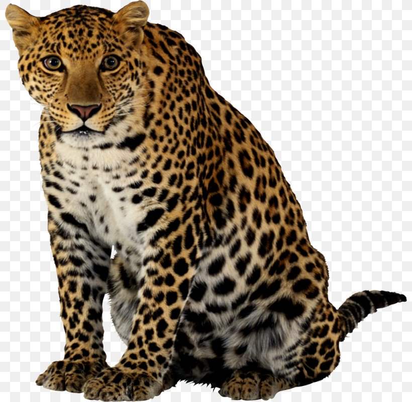 Leopard Jaguar Felidae Black Panther Lion, PNG, 800x800px, Leopard, Big Cats, Black Panther, Carnivoran, Cat Like Mammal Download Free