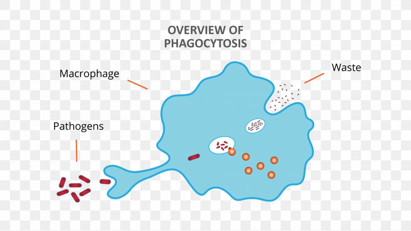 Phagocyte Macrophage Phagocytosis Diagram Lymphocyte, PNG, 1920x1080px, Phagocyte, Adaptive Immune System, Area, Biology, Diagram Download Free