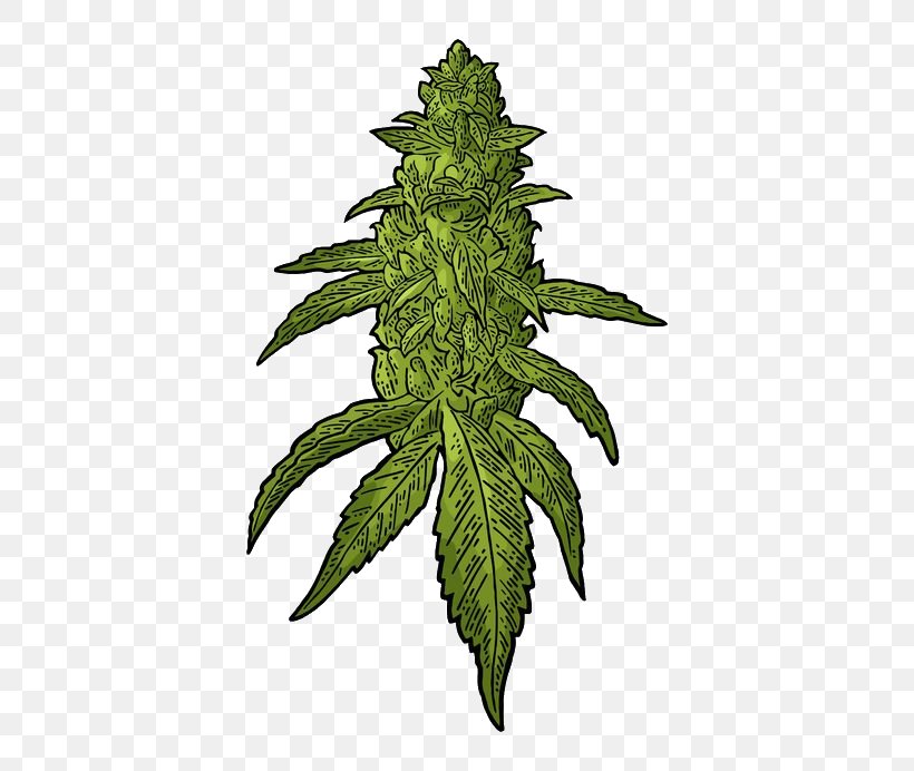 Royalty-free Drawing Cannabis Hemp, PNG, 692x692px, Royaltyfree, Autoflowering Cannabis, Bud, Cannabis, Drawing Download Free