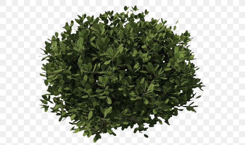 Shrub Clip Art, PNG, 563x486px, Shrub, Evergreen, Grass, Herb, Image File Formats Download Free