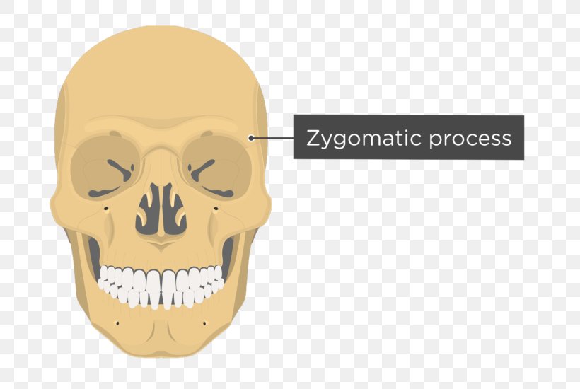 Vomer Lacrimal Bone Nasal Bone Anatomy Skull, PNG, 745x550px, Vomer, Anatomy, Bone, Ethmoid Bone, Face Download Free