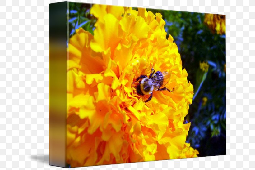 Honey Bee Bumblebee Nectar Desktop Wallpaper, PNG, 650x548px, Honey Bee, Bee, Bumblebee, Calendula, Computer Download Free