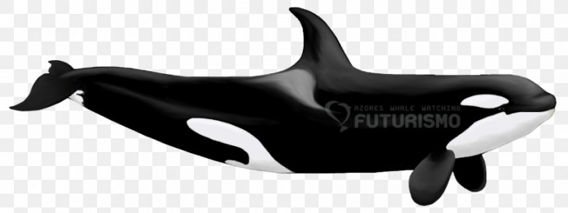 Killer Whale The Dolphin Family Orca: The Whale Called Killer Cetacea, PNG, 940x354px, Killer Whale, Animal Figure, Bottlenose Dolphin, Bottlenose Whales, Cetacea Download Free