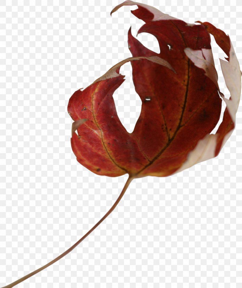 Maple Leaf Photography, PNG, 1024x1222px, Leaf, Autumn, Autumn Leaf Color, Deviantart, Flower Download Free