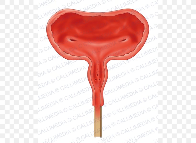 Urinary Bladder Urine Anatomy Bladder Cancer Excretory System, PNG, 600x600px, Watercolor, Cartoon, Flower, Frame, Heart Download Free