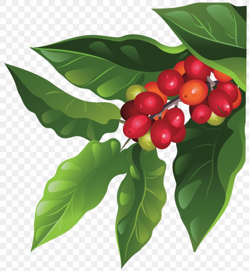 Coffee Bean Berry Arabica Coffee Fruit, PNG, 1250x1360px, Coffee, Acerola Family, Aquifoliaceae, Aquifoliales, Arabica Coffee Download Free